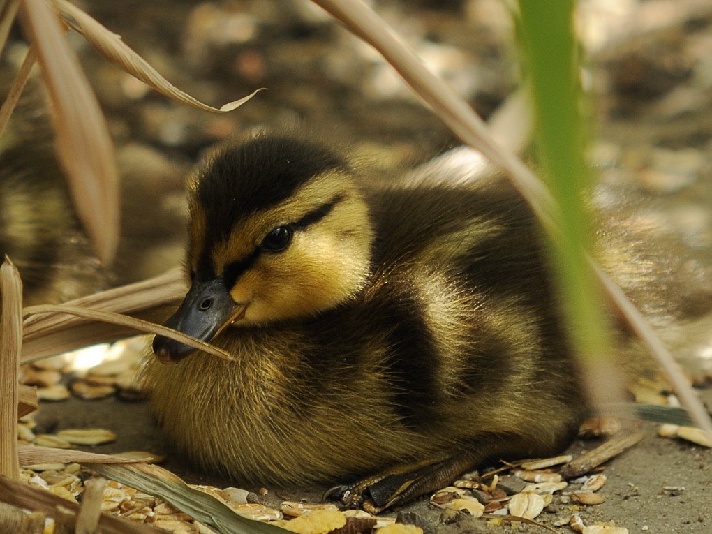 DSC3381crop