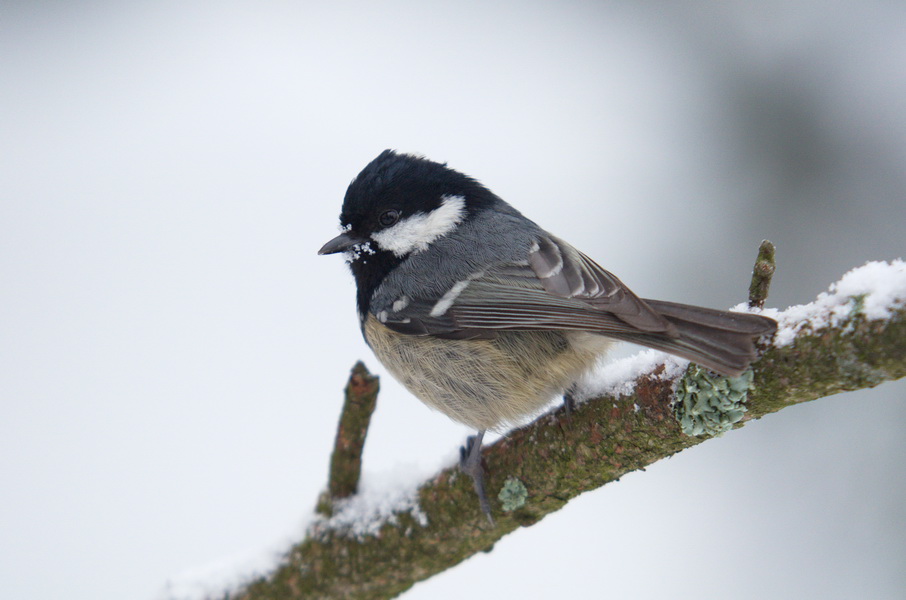 DSC3412 sRGB NF