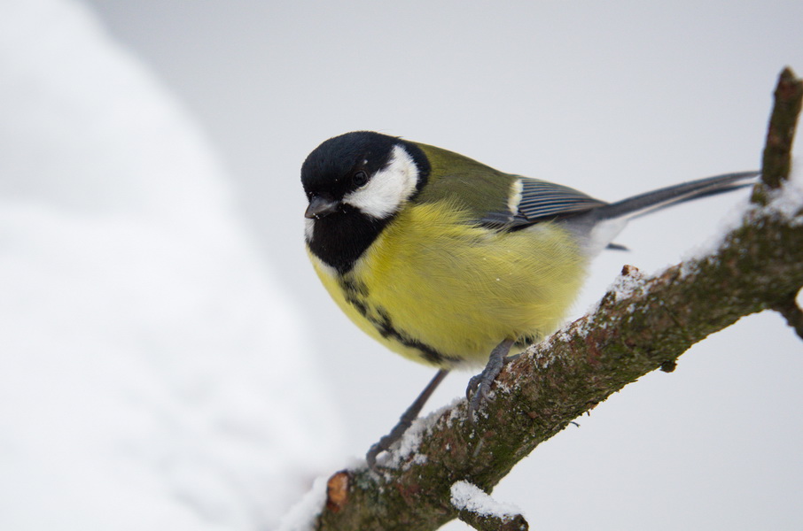 DSC3431 sRGB NF