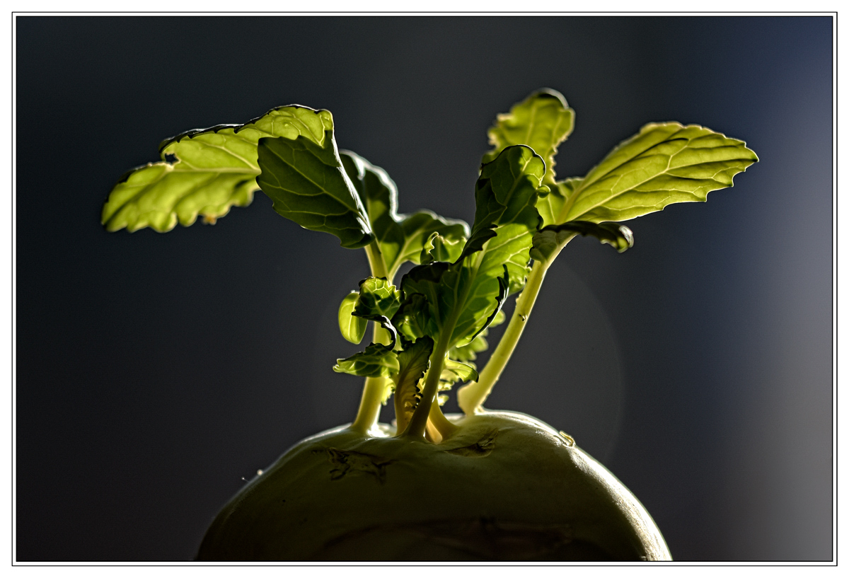 DSC3462 b2 w