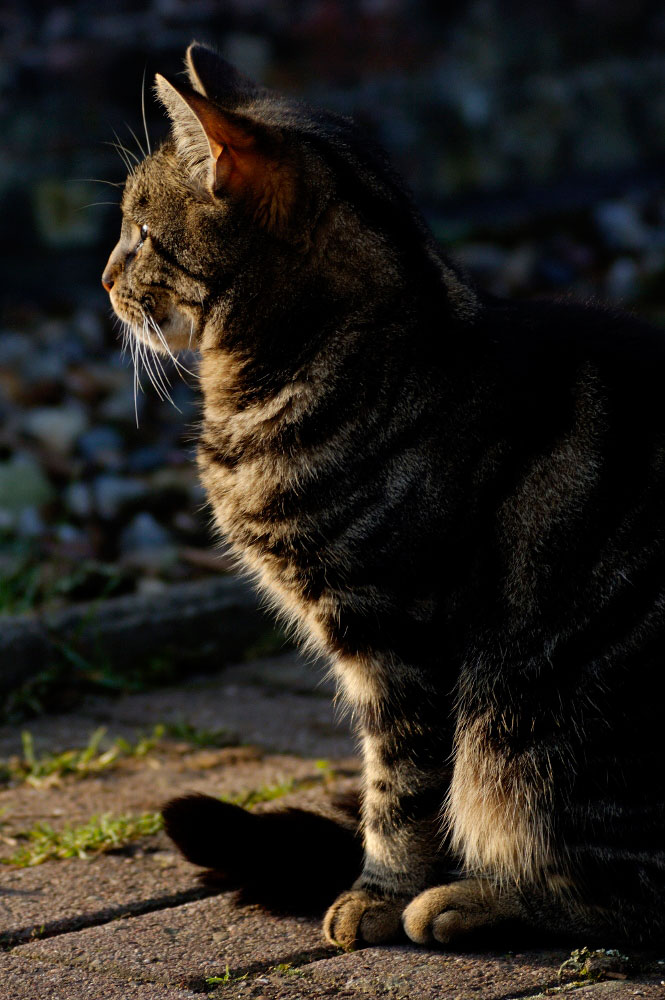 DSC3646 (665x1000)