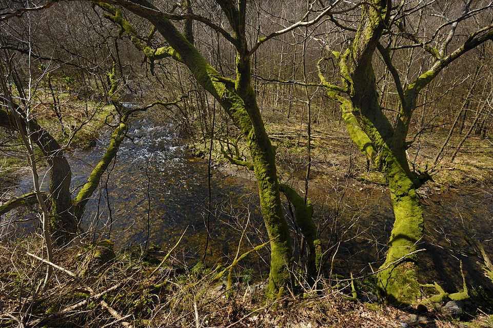 DSC3821 NF F
Perlenbachtal