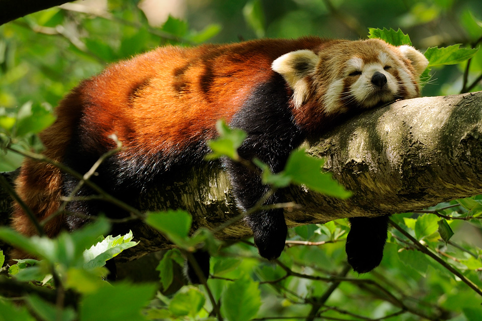 DSC3996 01 NF-F
kleiner Panda
Zoo Neuwied