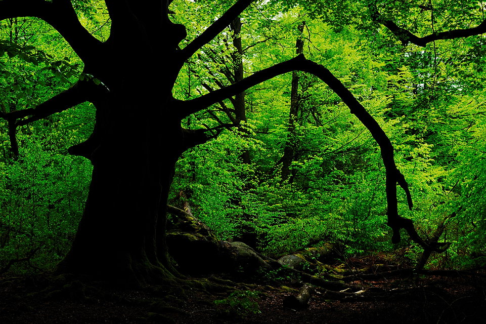 DSC4086 NF-F
Urwald Sababurg