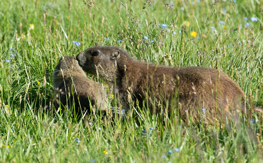 DSC410kws