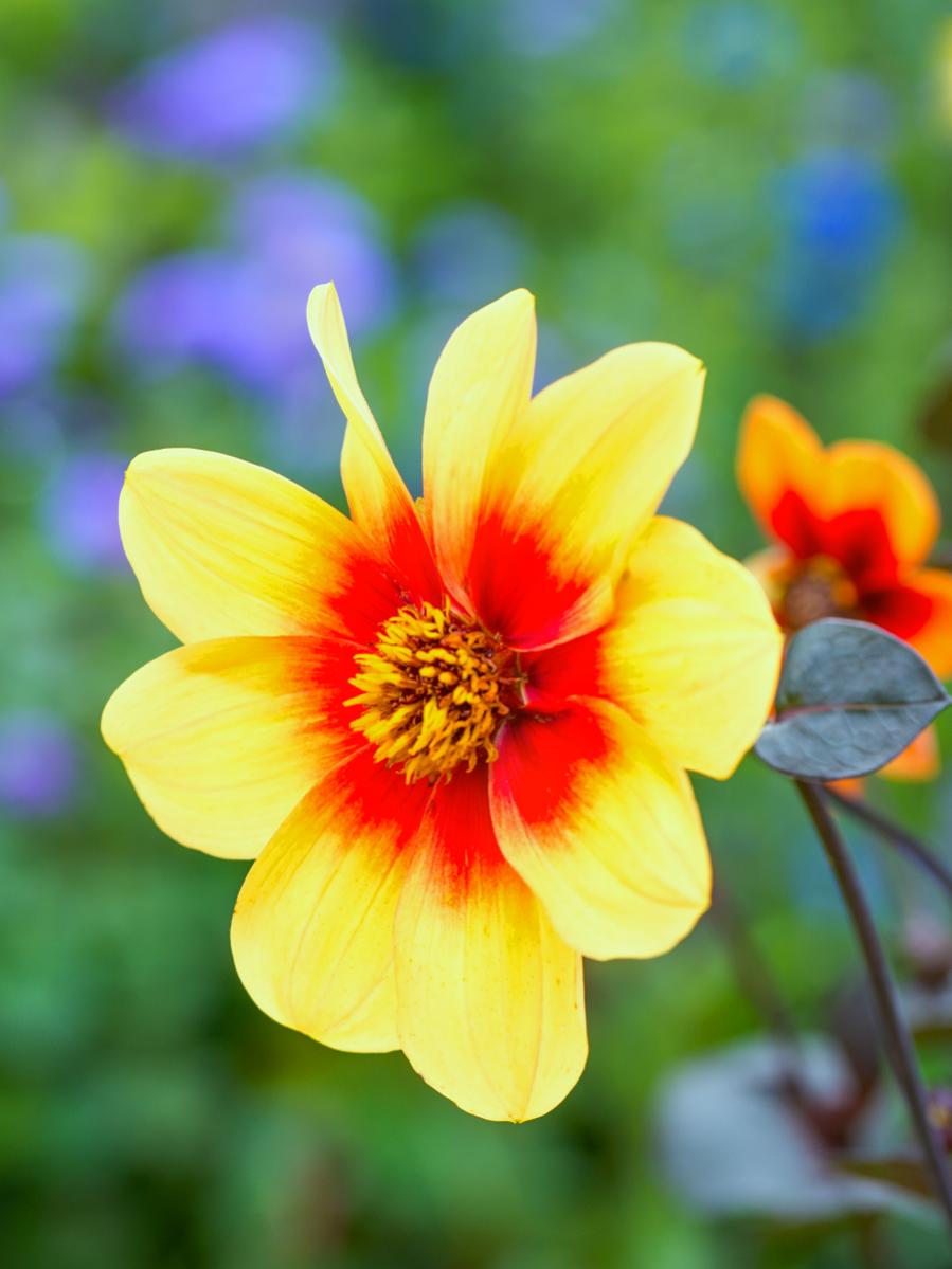 DSC4125m