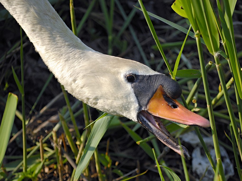 DSC4539