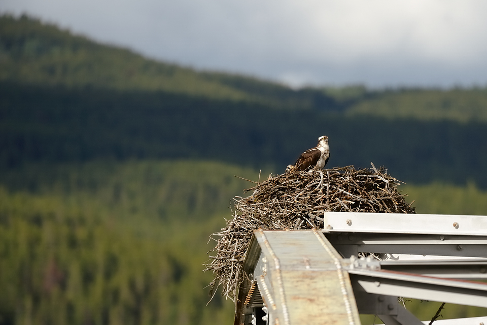 DSC4693 NF-F
Fischadler- (Osprey-) Nest am Bow River
Banff NP