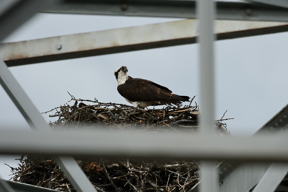 DSC4708 NF-F
Fischadler- (Osprey-) Nest am Bow River
Banff NP