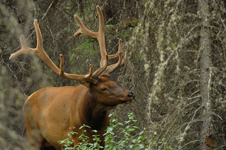 DSC4719 NF-F
Wapiti am Bow Valley Parkway
Banff NP