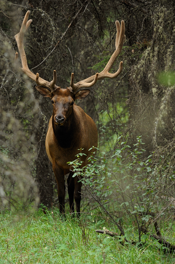 DSC4725 NF-F
Wapitihirsch
Banff NP, Kanada