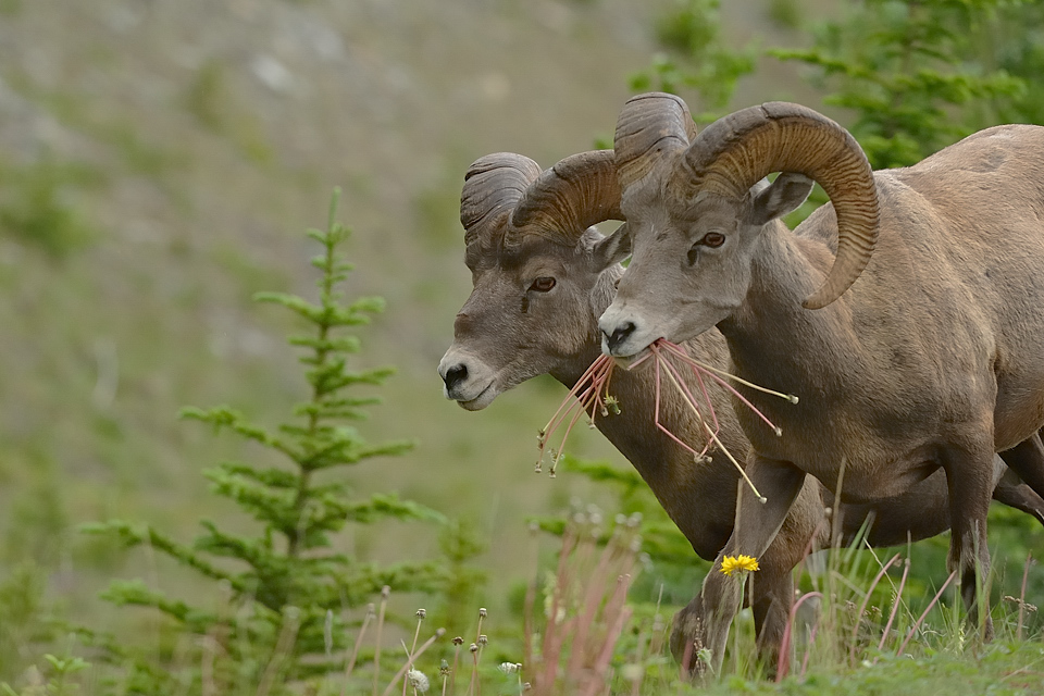 DSC4741 NF-F
südöstlich des Banff NP