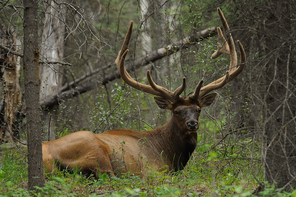DSC4864 NF-F
Wapiti-Hirsch, Banff NP, Kanada
D90/ISO 3200