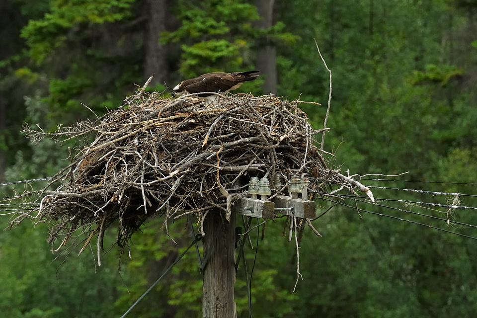 DSC4889 NF-F
Fischadler- (Osprey-) Nest
südöstlich des Banff NP