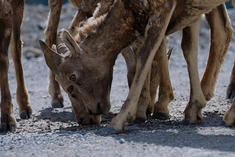 DSC4891 NF-F
südöstlich des Banff NP