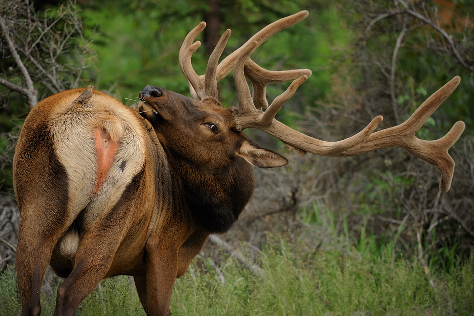 DSC4931 NF-F
David &amp; Goliath 
Wapiti, Banff NP