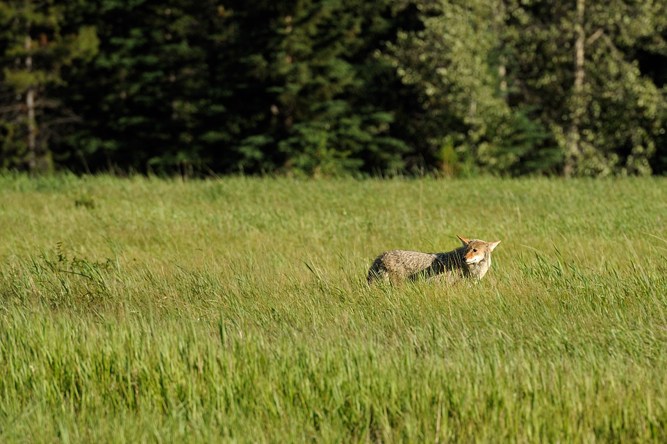 DSC4932 NF-F
Kojote an der Lake Minnewanka Loop Road
Banff NP