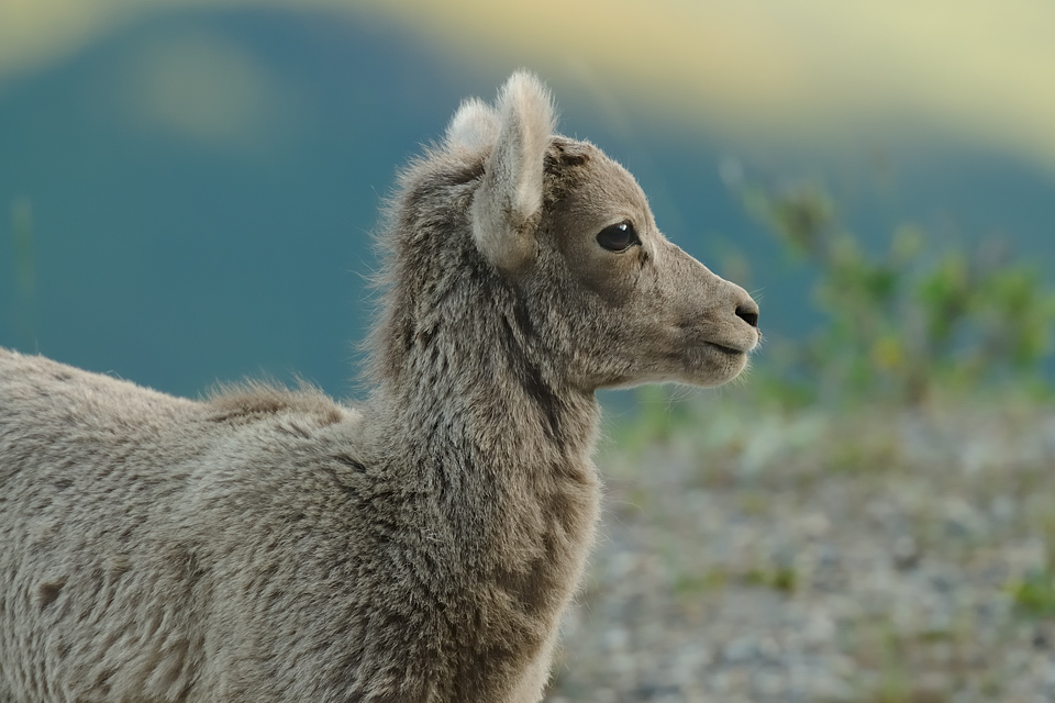 DSC4962 NF-F
Banff NP, Kanada