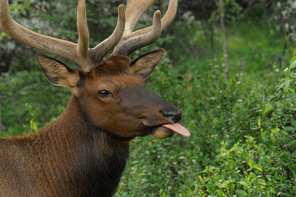 DSC5064 NF-F
Wapitihirsch
Banff NP, Kanada