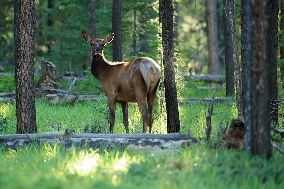 DSC5088 NF-F
Wapiti
Jasper NP, Kanada