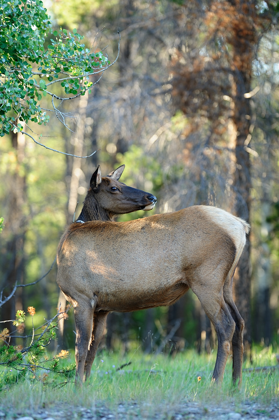 DSC5090 NF-F
Wapiti
Jasper NP, Kanada