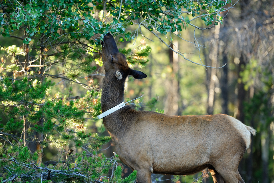 DSC5091 NF-F
Wapiti
Jasper NP, Kanada