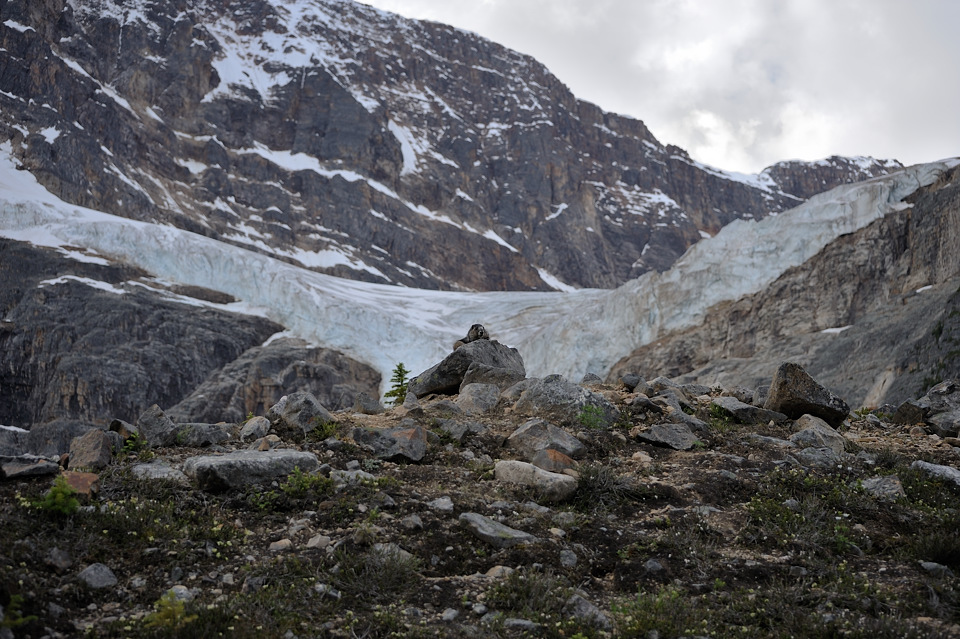 DSC5105 NF-F
Angel Glacier
Jasper NP, Kanada
