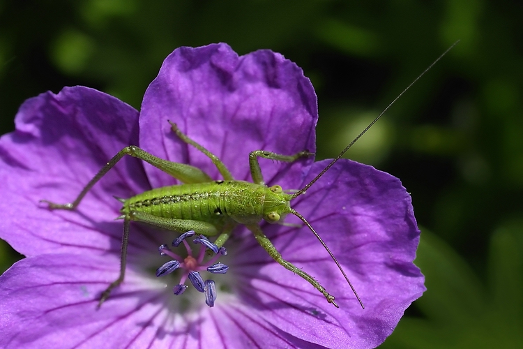 DSC5112 nx II lo