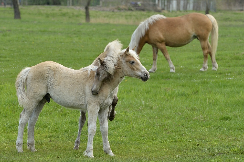 DSC5135