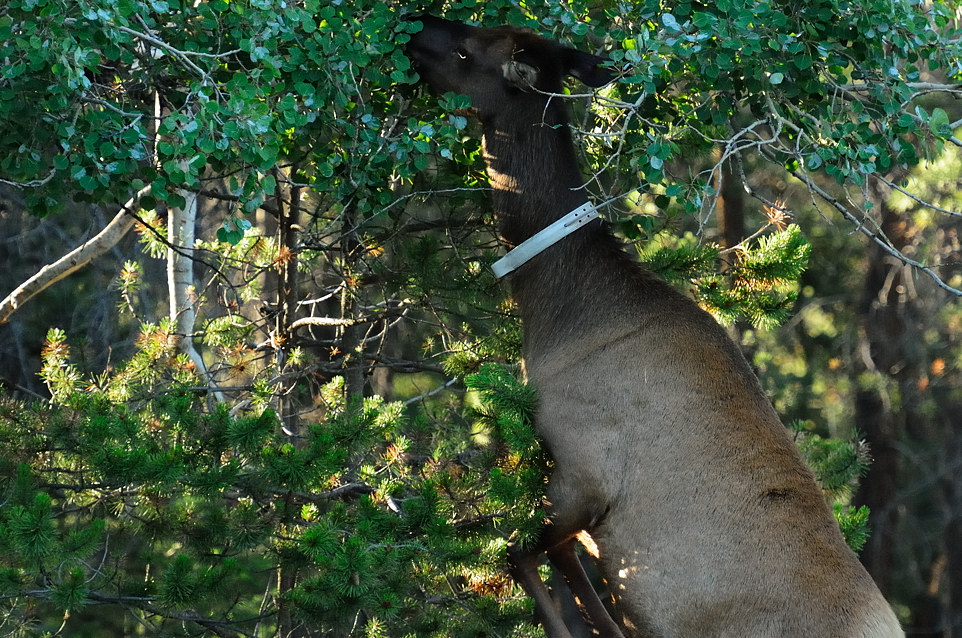 DSC5256 NF-F
Wapiti
Jasper NP, Kanada