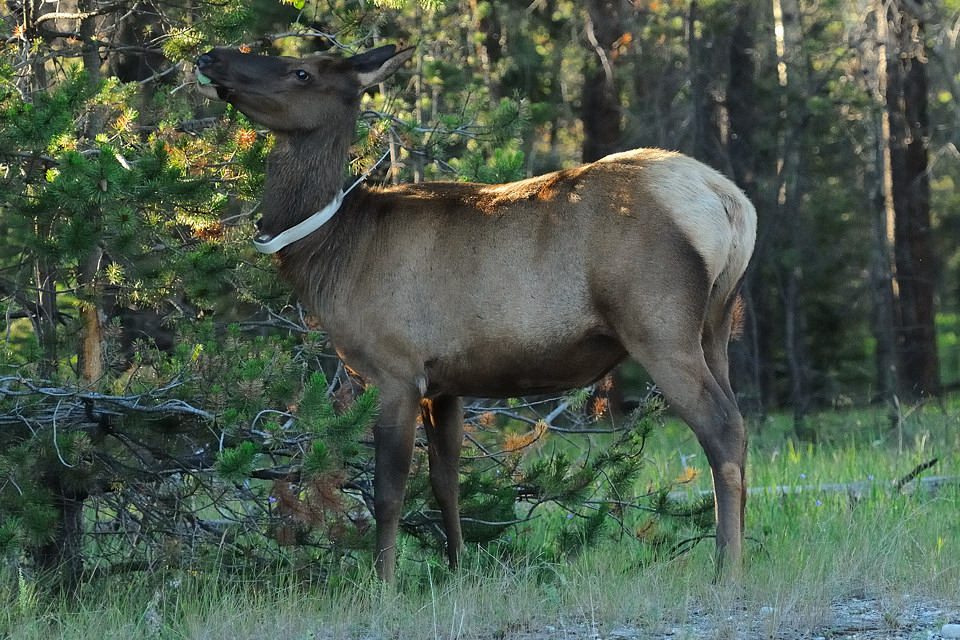 DSC5263 NF-F
Wapiti
Jasper NP, Kanada