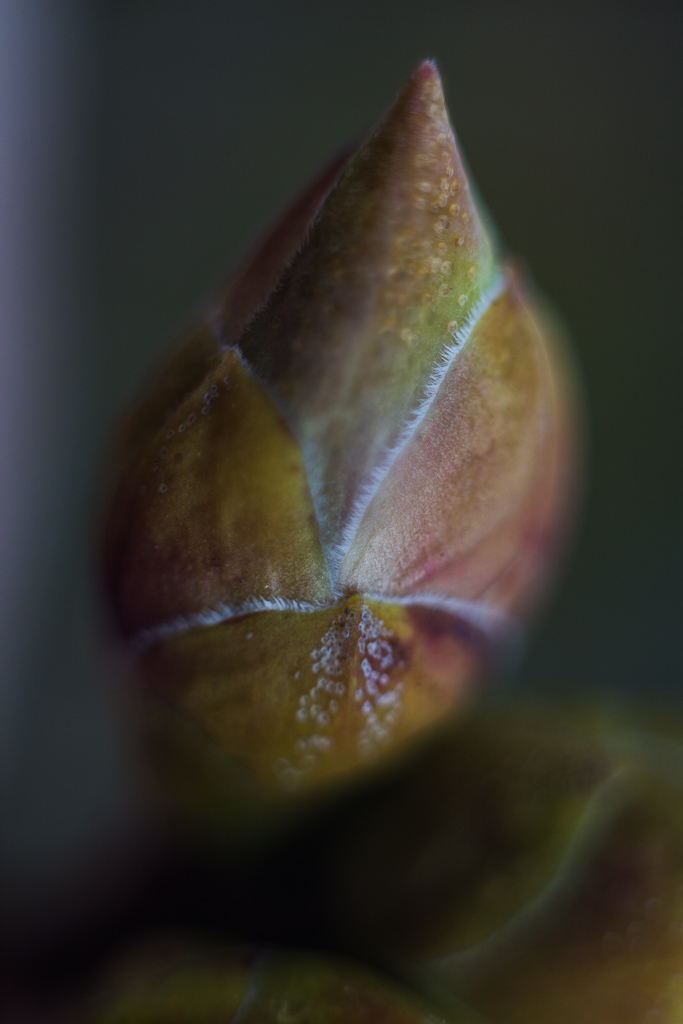 DSC5333