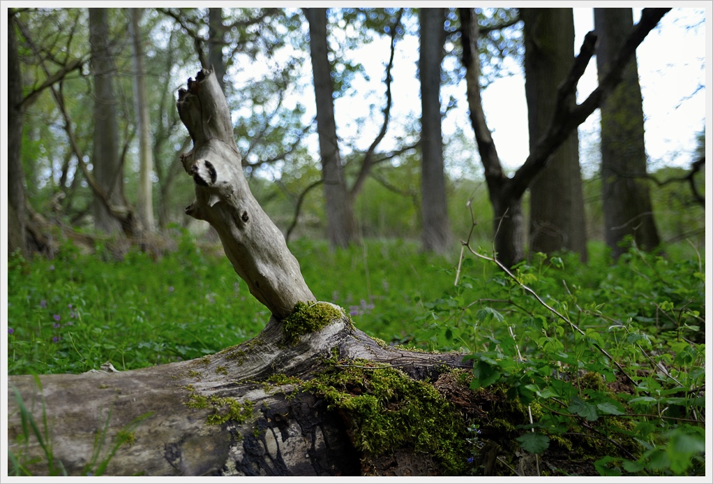 DSC5368 nff