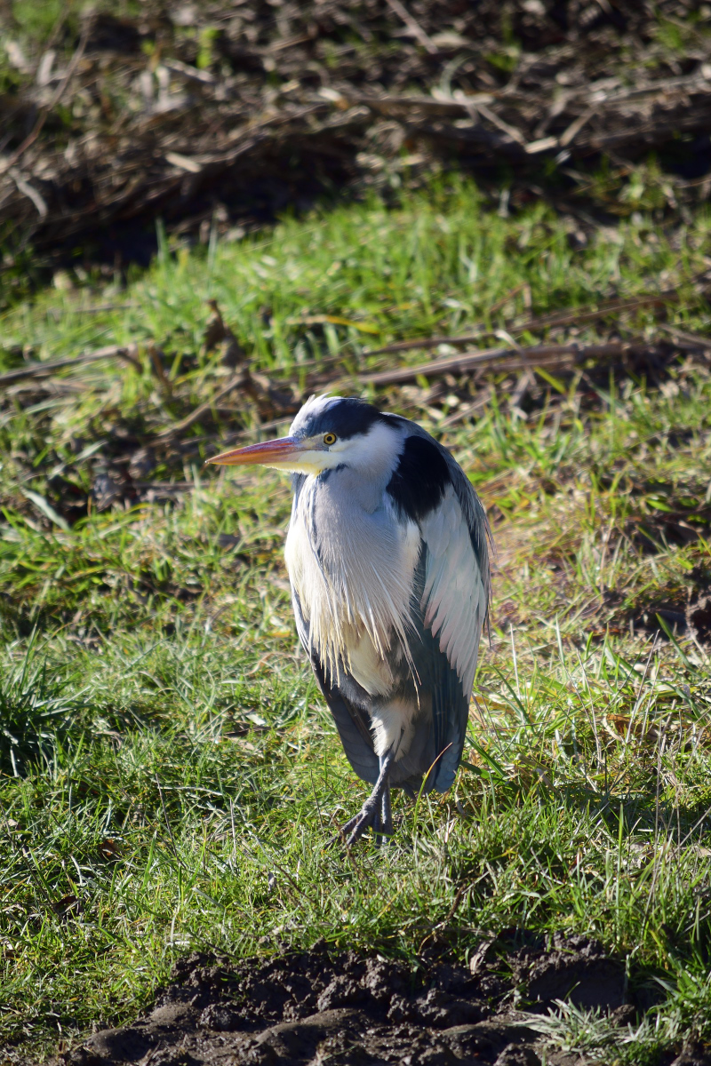 DSC5418 00001