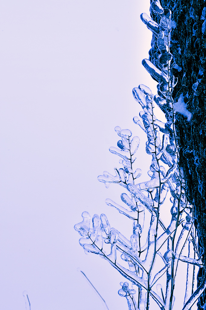 DSC5517 nff