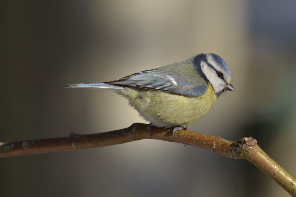 DSC5593 NF
