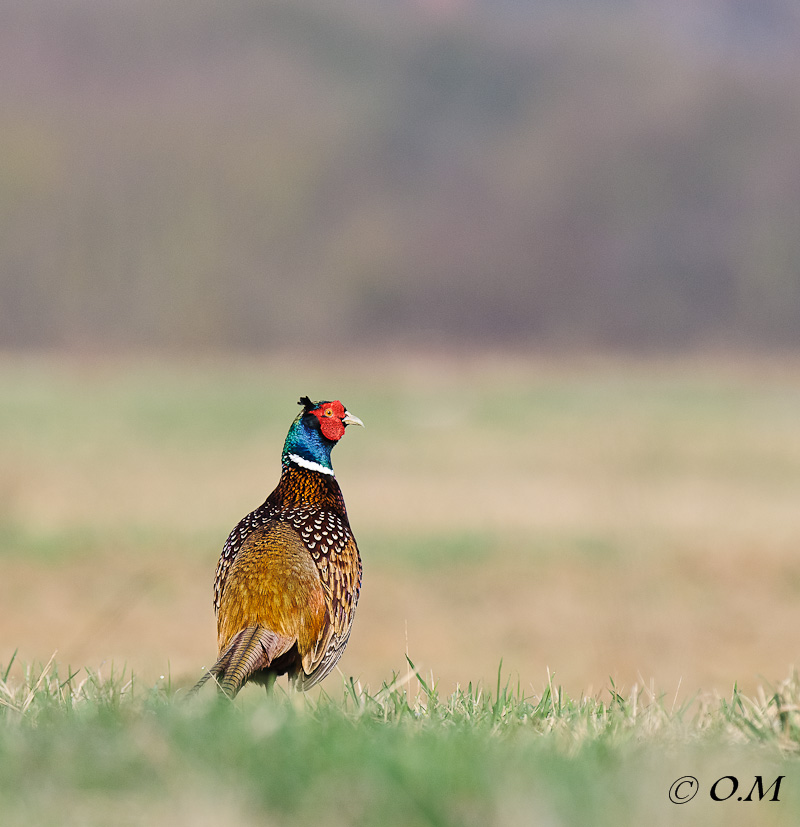 DSC5710120324Fasan 2