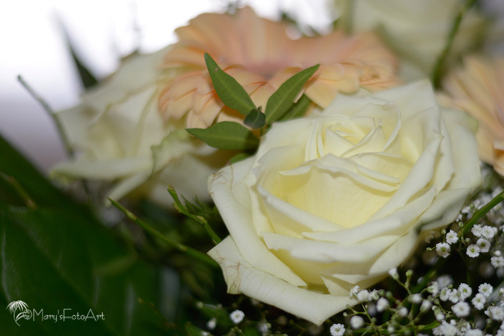 DSC5751 net