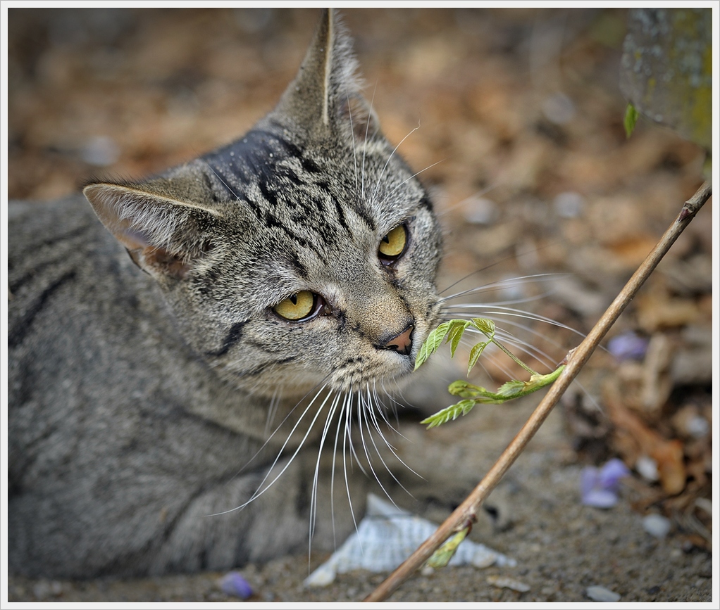 DSC5822 nff