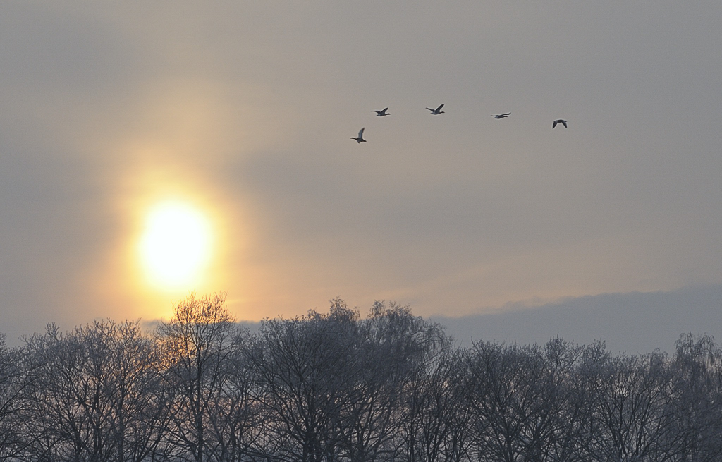 DSC5853 nff