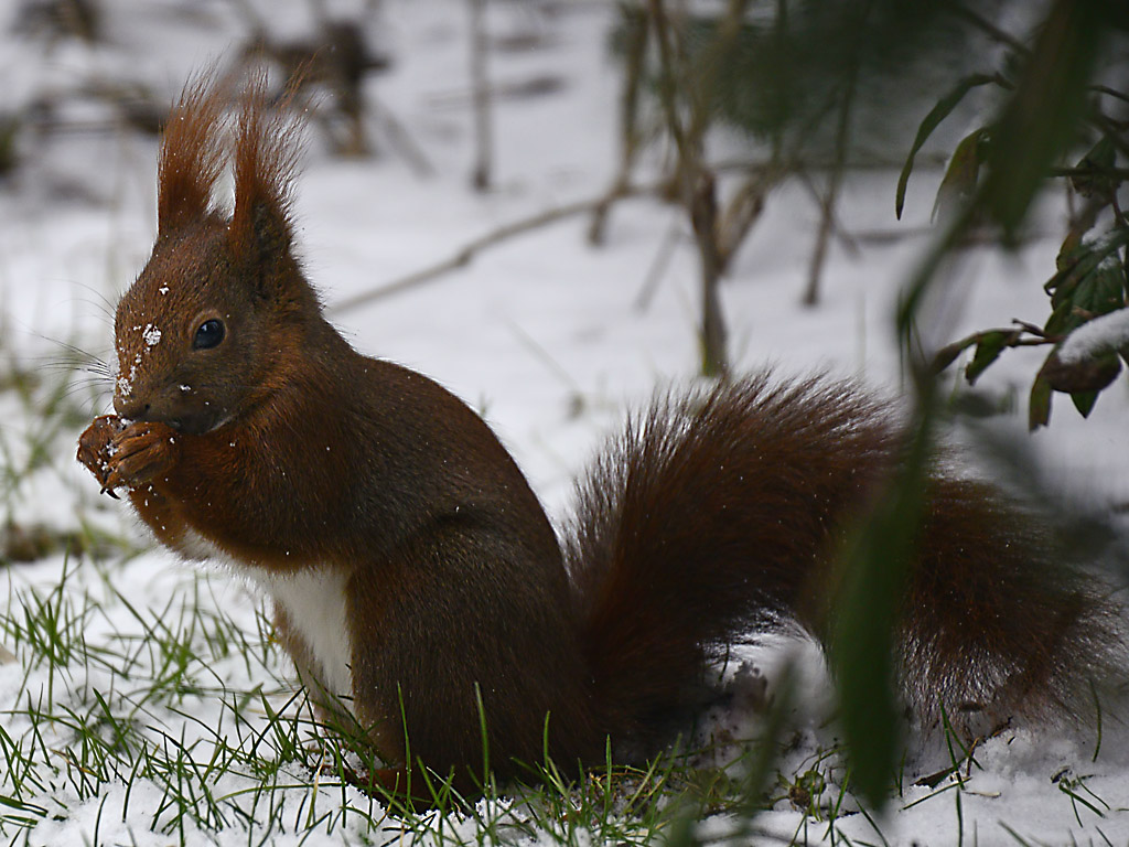 DSC5865 Eichhoernchen