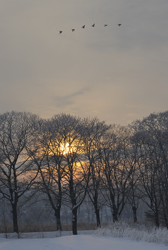 DSC5876 nff