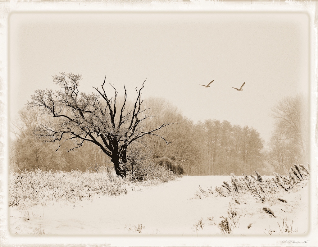 DSC6019 nff