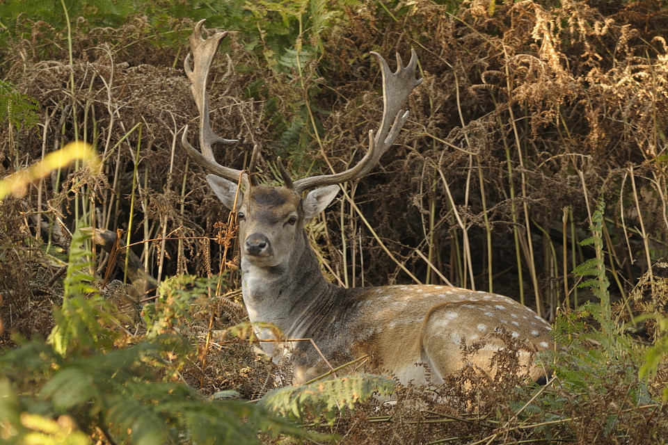 DSC6162 NF F
Naturwildpark Granat
26. September 2009