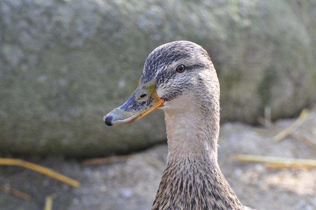 DSC6349 Schärfen
