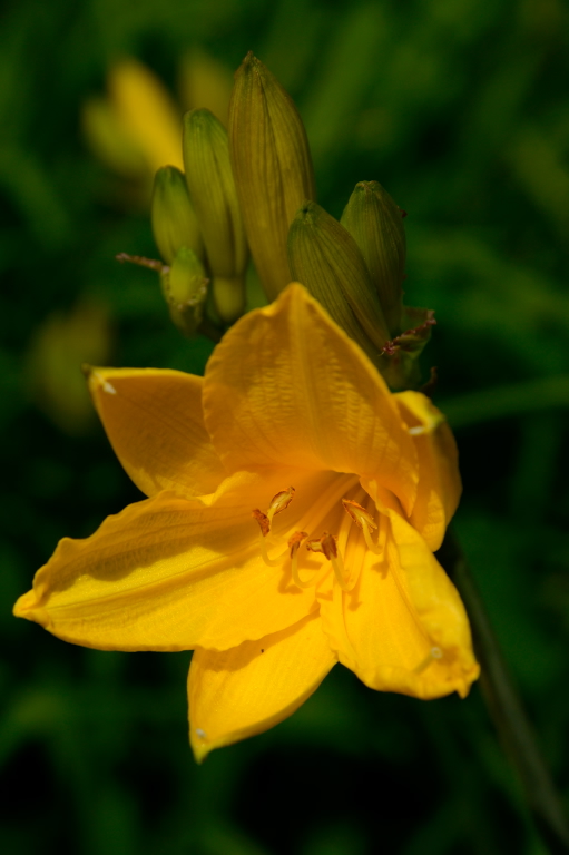 DSC6371