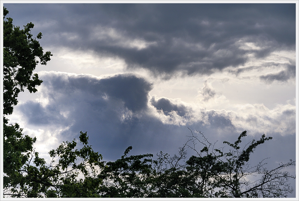 DSC6380 nff