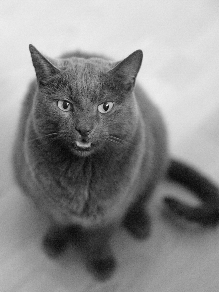 DSC6688 nff