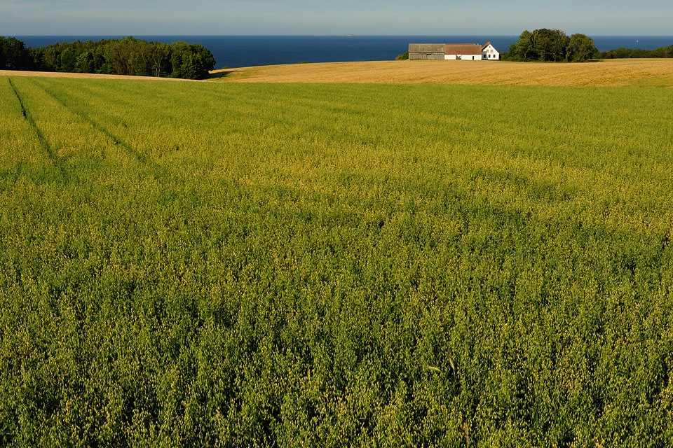 DSC6741 NF-F
Landschaft bei Gudhjem