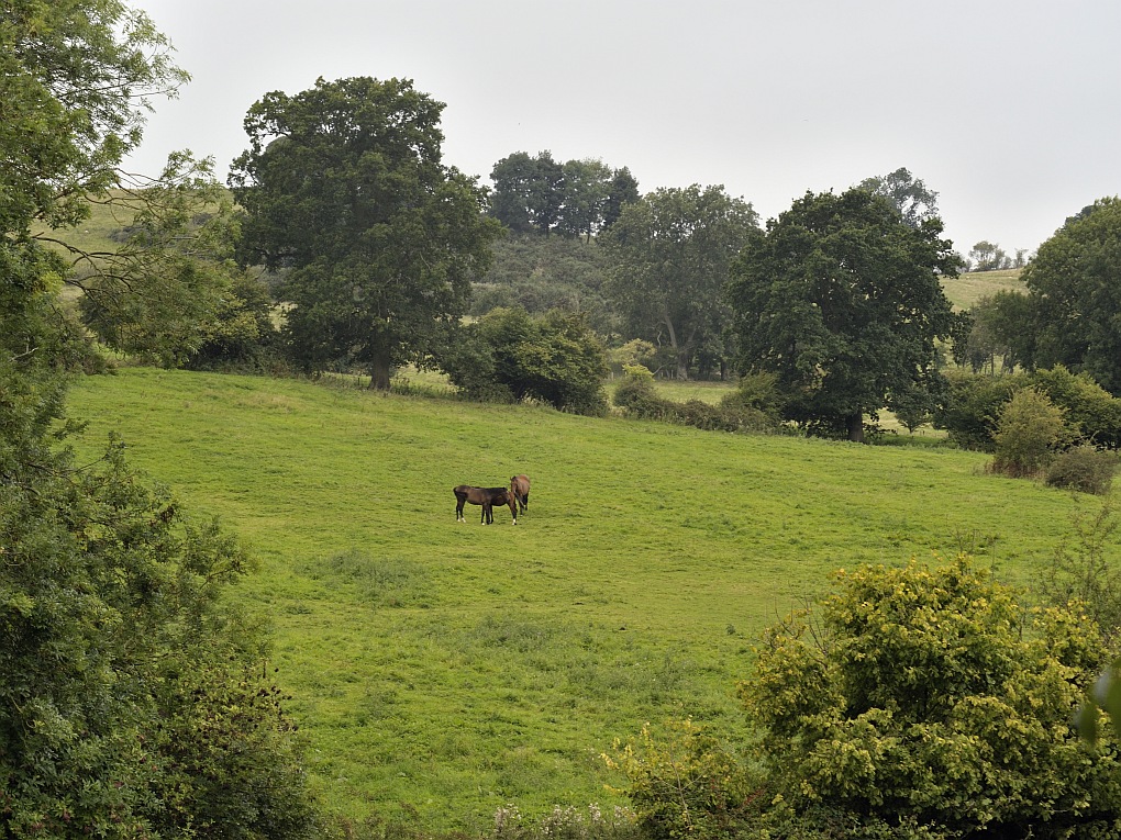DSC6940 nff